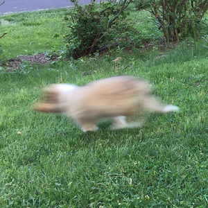 Meet your Posher, Josephine